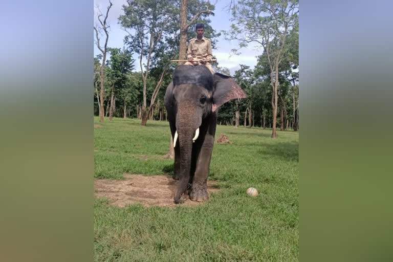 Elephant Baskara Escaped From Bandipur National Park