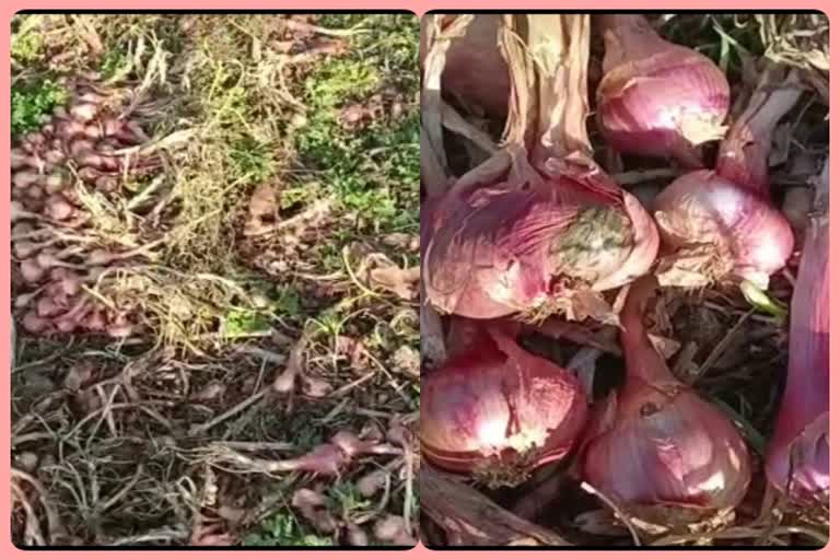 Neemuch onion farmers in loss