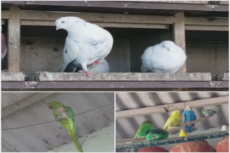 Bird lover in Bhavnagar: પક્ષી પ્રત્યે પ્રેમ, ભાવનગરમાં ઇજાગ્રસ્ત પક્ષીઓની આજીવન સેવા