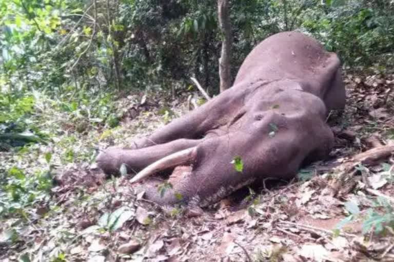 പത്തനംതിട്ട കാട്ടാന ചരിഞ്ഞു  കുരുമ്പൻമൂഴി കാട്ടാന പോസ്‌റ്റ്‌മോര്‍ട്ടം റിപ്പോര്‍ട്ട്  തോട്ട പൊട്ടി കാട്ടാന ചരിഞ്ഞു  കാട്ടാന മരണം പോസ്റ്റ്മോർട്ടം റിപ്പോർട്ട്‌  pathanamthitta wild elephant death  wild elephant found dead in ranni  ranni wild elephant death post mortem report