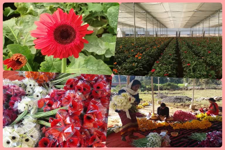 polyhouse farming in Chhindwara