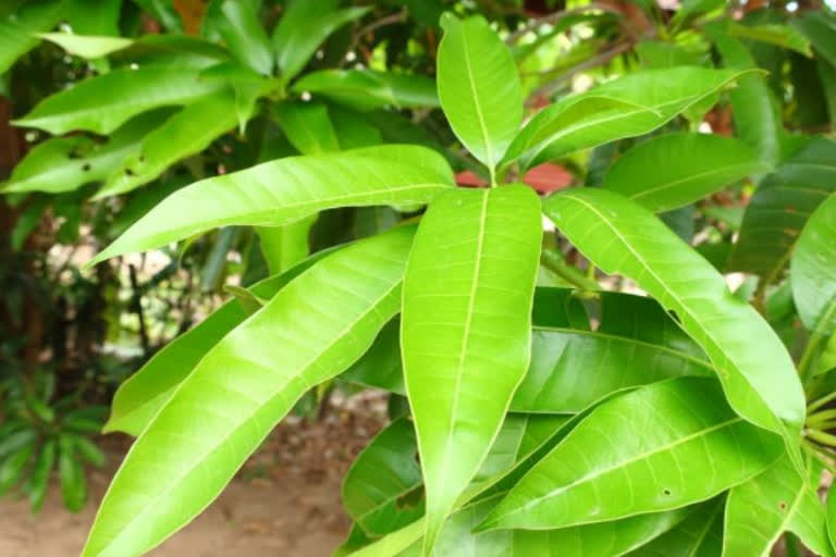 In Kerala, dried mango leaves can fetch more money than the mangoes