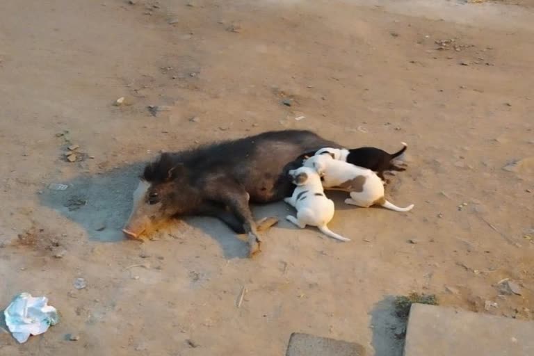 pig feeding milk to puppies at vijayapura