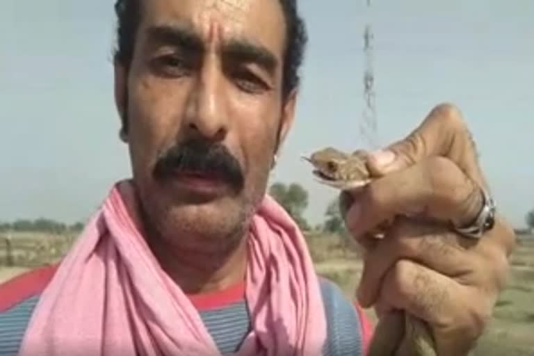 Bharatpur Rescuer Of Snake