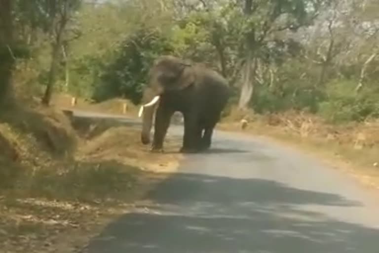 வழிமறித்த காட்டு யானை: வாகன ஓட்டிகள் அச்சம்