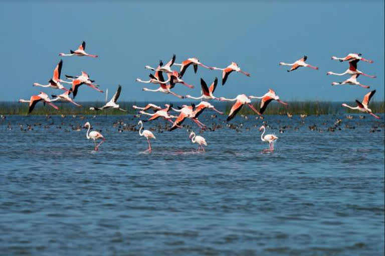 Flora & Fauna Survey In Chilika Lake: 156 endangered Irrawaddy dolphins sighted