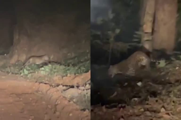 leopard in Kasargod Parappa  Forest Department with vigilance order due to presence of leopard parappa  കാസർകോട് പരപ്പ പുലി  കാസർകോട് പരപ്പയിൽ പുലിയിറങ്ങിയതായി ആശങ്ക  പുലിയിറങ്ങിയതായി സംശയം വനംവകുപ്പ് ജാഗ്രതാ നിർദേശം