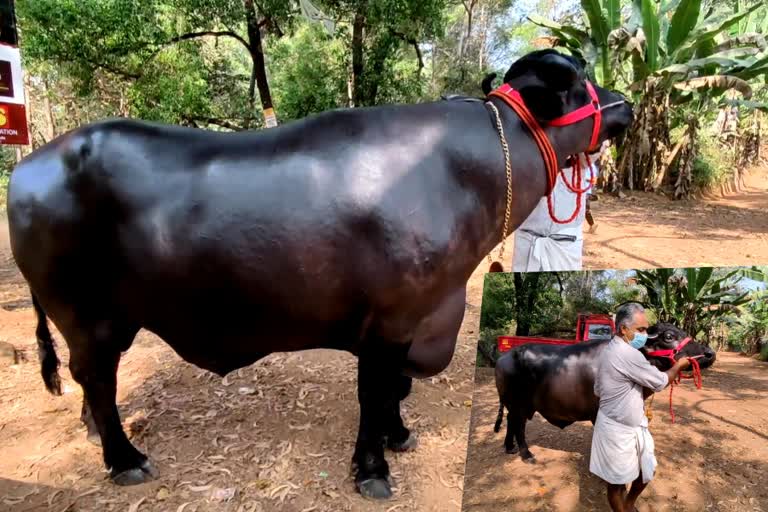 മലപ്പുറം 1000 കിലോയ്‌ക്ക് മുകളിൽ തൂക്കമുള്ള പോത്ത്  രാജമാണിക്യൻ പോത്തിന് നാലാം പിറന്നാൾ  പോത്തിന്‍റെ പിറന്നാളാഘോഷിച്ച് കാളികാവ് നീലേങ്ങാടൻ ബഷീർ  Malappuram birthday of buffalo Rajamanikyan weighing over 1000 kg  Kalikavu Rajamanikyan buffalo