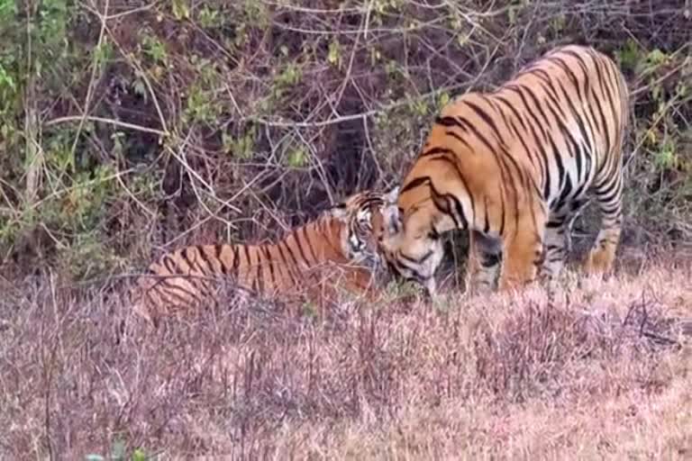 Video of tigers mating at  nagarahole national park