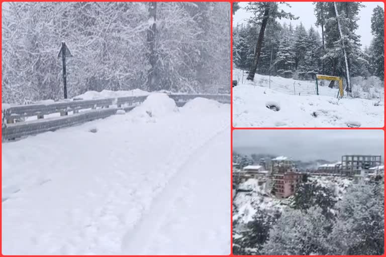 snowfall in shimla