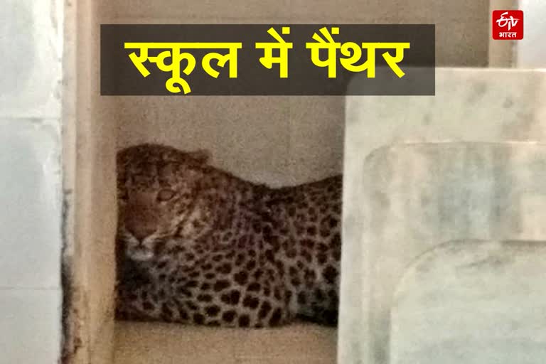 Panther In Jaipur Bassi Area