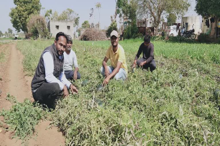 Cultivation of watermelon in Deesa : શિયાળુ તરબૂચનો મીઠો પાક લણતાં જૂના ડીસાના પ્રગતિશીલ ખેડૂતો