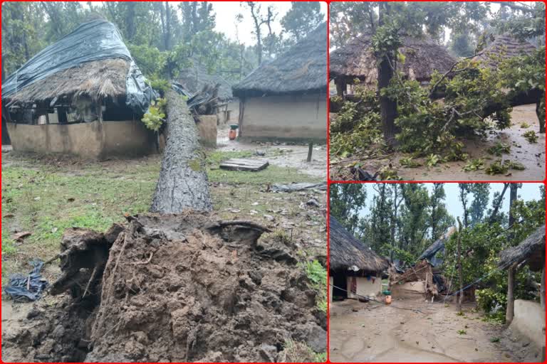 Tree fell on hut in Amargarh