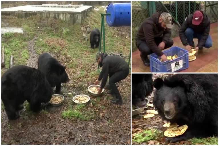 Himalayan Black Bears  rehabilitation centre for Bear  Jammu and Kashmir wildlife protection  ഹിമാലയൻ കറുത്ത കരടികള്‍  കരടികള്‍ക്കായി പുനരധിവാസ കേന്ദ്രം  ശൈത്യകാലത്ത് പ്രത്യേക ഭക്ഷണക്രമം