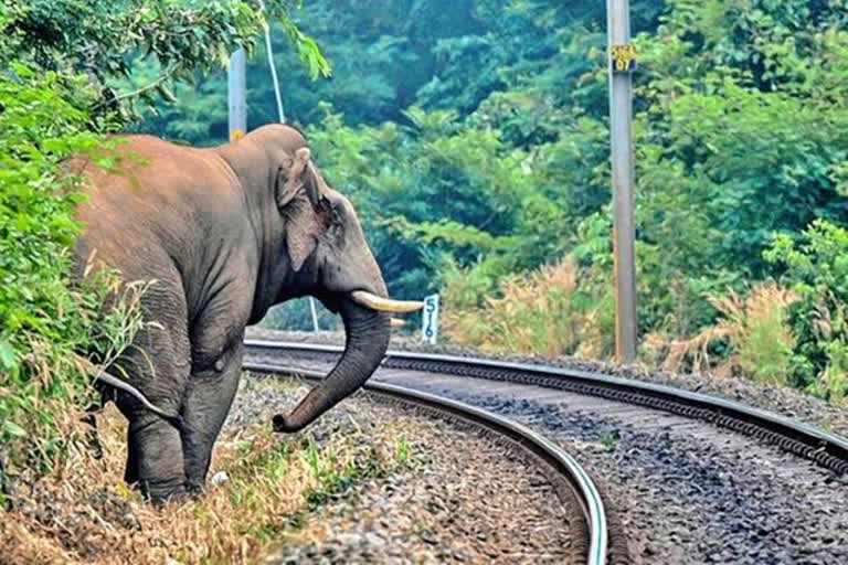 chennai high court  chennai high court suggestion to railway  electrical fence at elephant path  சென்னை உயர்நீதிமன்றம்  மின் சக்தி வேலி  மின் சக்தி வேலி அமைக்க வேண்டாம் என உயர்நீதிமன்றம் உத்தரவு