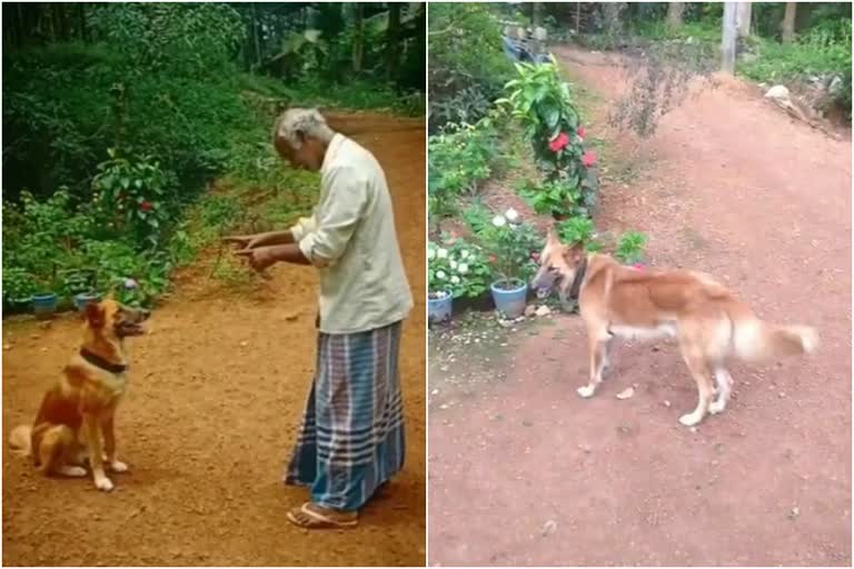 body of missing viral dog Chottu has been found in a well  viral dog Chottu  Chottus body found in a well  ചോട്ടുവിന്‍റെ ജഡം കണ്ടെത്തി  വൈറൽ നായ ചോട്ടു ചത്തു  വൈറൽ നായ ചോട്ടുവിന്‍റെ ജഡം പൊട്ടക്കിണറ്റിൽ