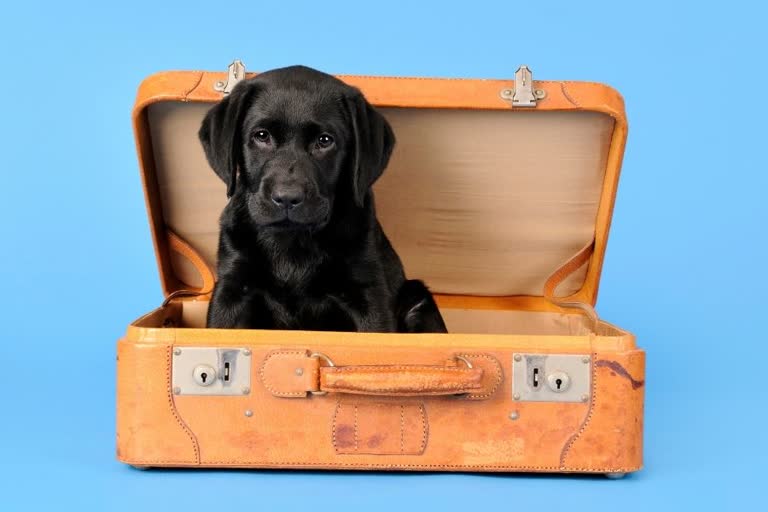 Things to consider before planning a journey with pets, pet care tips, pet parents, can my pet travel, travel tips for pet parents, how to travel with pets