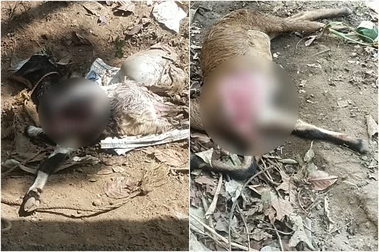 stray dog attack in kothamangalam  stray dogs kill goats in ernakulam  ആടുകളെ തെരുവുനായകൾ കടിച്ചുകൊന്നു  കോതമംഗലം തെരുവുനായ ആക്രമണം  തെരുവുനായ ആട് ആക്രമണം