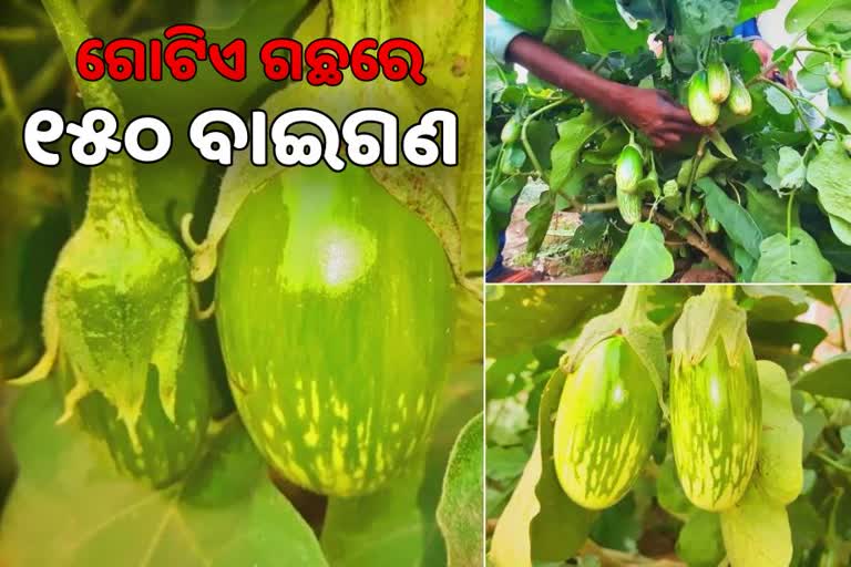 ଆଶ୍ଚର୍ଯ୍ୟ ଲାଗିଲେ ବି ସତ, ଗୋଟିଏ ବାଇଗଣ ଗଛରେ ଫଳିଛି 150 ବାଇଗଣ