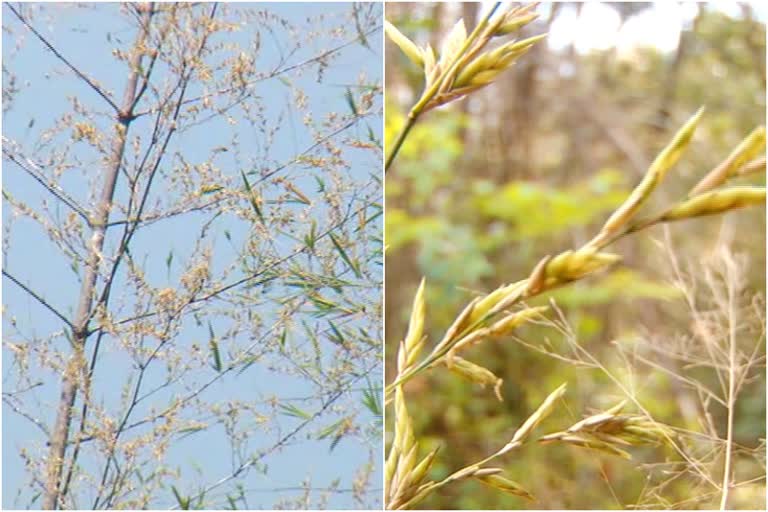 Bamboo flowering in Neryamangalam forest area  Bamboo flowering in Neryamangalam  Bamboo flower  നേര്യമംഗലം വന മേഖലയിൽ മുളകൾ പൂവിട്ടു  നഗരംപാറയിൽ മുള പൂവിട്ടു  നഗരംപാറ, വാളറ വനഭാഗങ്ങളിൽ മുളകൾ കൂട്ടമായി പൂത്തുതുടങ്ങി