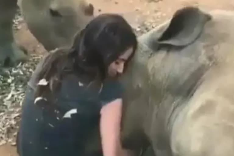 Girl kiss Rhinoceros video viral