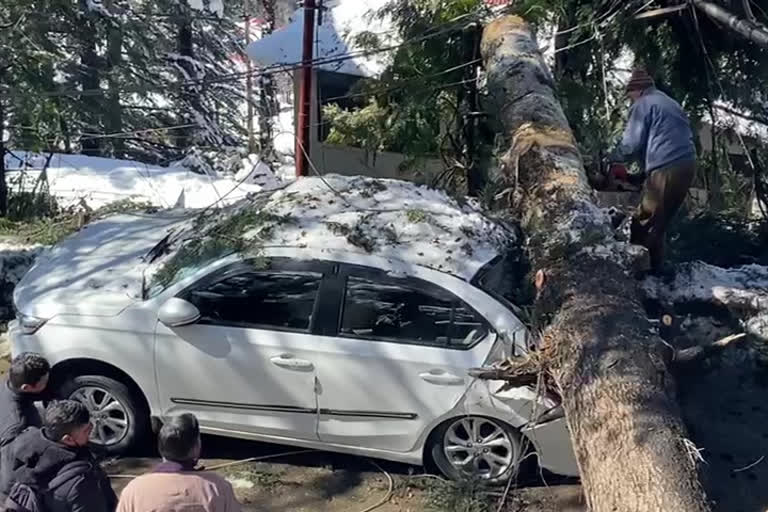 Tree fell on vehicles in Shimla