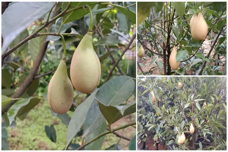 nutmeg farming idukki  kerala latest news  ജാതി കൃഷി ഇടുക്കി  ജാതിക്ക് ഉയർന്ന വിപണി വില  കേരള വാർത്തകള്‍