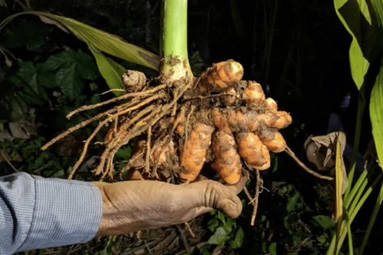 Lakadong Turmeric