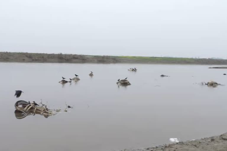 Dead cattle seen floating near confluence Kali and Ganga in UP's Kannauj