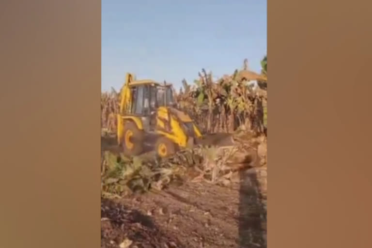 jcb over banana crop Jalgaon district