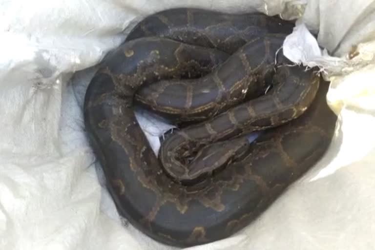 Python Caught From behind house in Bagaha