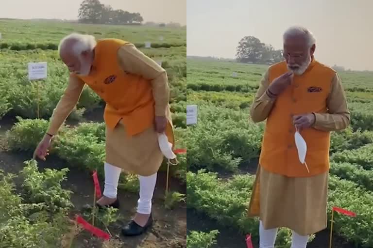 PM Modi eating chana at the ICRISAT farm hyderabad  Prime Minister Narendra Modi eating freshly grown chana at the ICRISAT farm in hyderabad  modi eat chana  Prime Minister eating chana video  ഹൈദരാബാദ് പാടത്തൂടെ നടന്ന് പ്രധാനമന്ത്രി  പാടത്തൂടെ നടന്ന് കടല കഴിക്കുന്ന നരേന്ദ്ര മോദി  പ്രധാനമന്ത്രിയുടെ കടല കൊറിക്കുന്ന വീഡിയോ  ഐസിആര്‍ഐഎസ്എടി ഫാം മോദി വീഡിയോ  ICRISAT farm hyderabad Modi video