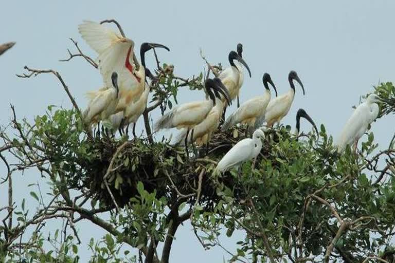 migratory bird census: ନନ୍ଦନକାନନରେ ପକ୍ଷୀ ଗଣନା ଆରମ୍ଭ