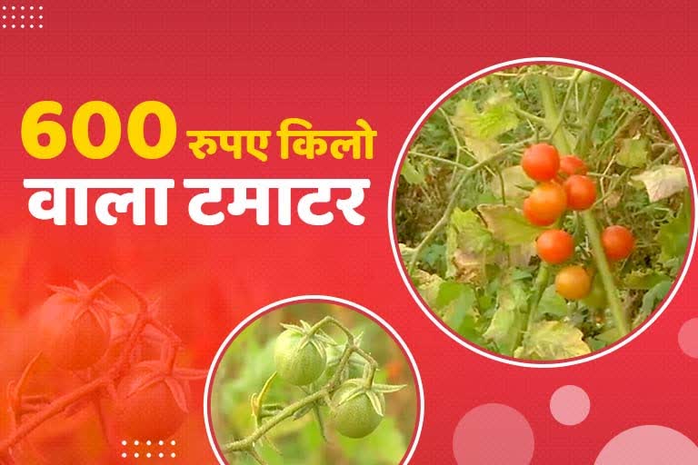 tomato farming in jabalpur