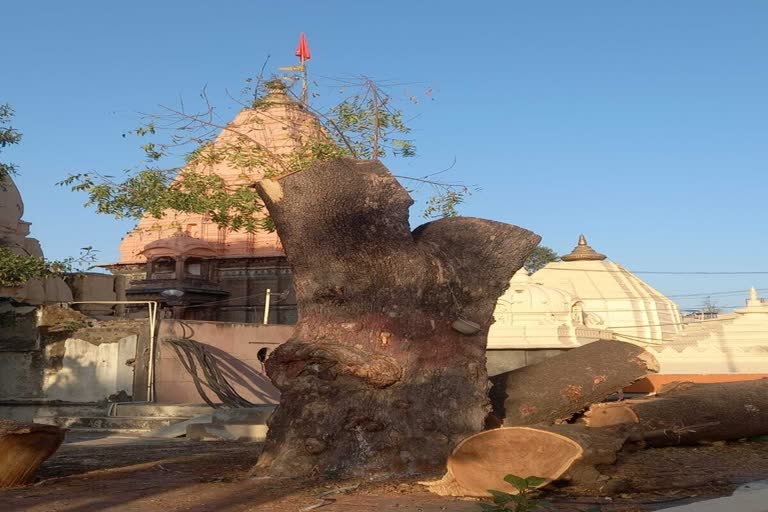 Trees cut in Mahakal temple