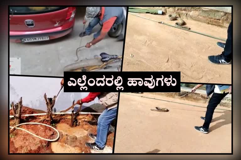 ಸಿಲಿಕಾನ್ ಸಿಟಿ ಬೆಂಗಳೂರಲ್ಲಿ ಹೆಚ್ಚಾದ ಹಾವುಗಳ ಸಂಖ್ಯೆ