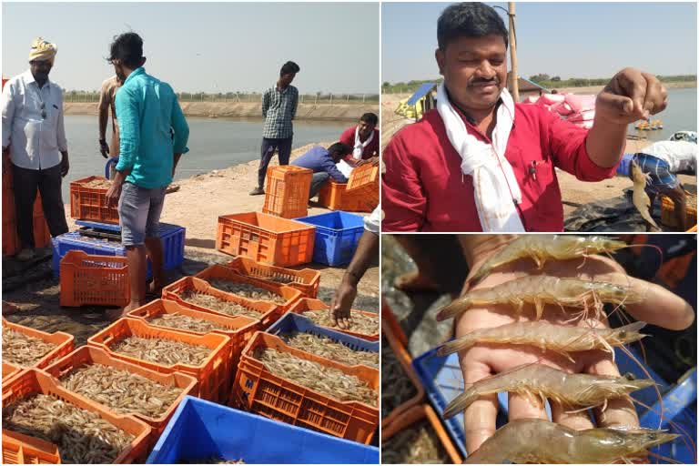 ಸಿಗಡಿ ಕೃಷಿ ಮಾಡಿ ಲಕ್ಷ ಲಕ್ಷ ಸಂಪಾದಿಸುತ್ತಿರುವ ರೈತ