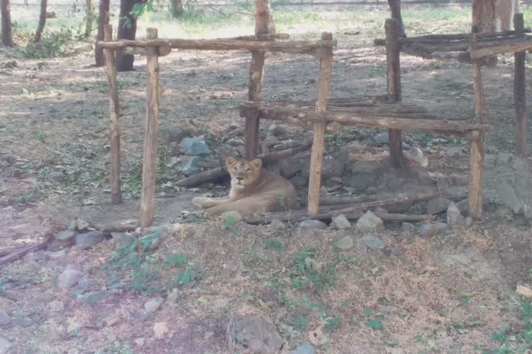 Lion Cub Birth In Sakkarbag Zoo: સક્કરબાગ ઝૂમાં 4 તંદુરસ્ત સિંહ બાળનો થયો જન્મ
