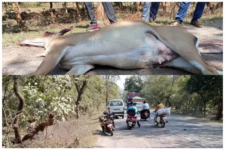 Nilgai dies in road accident