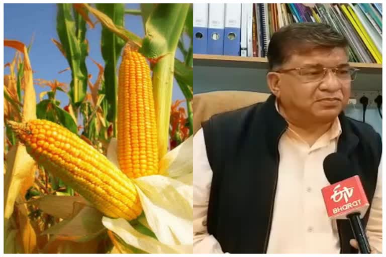 new variety of maize in chhattisgarh