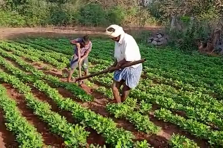 Poor Farmer Cultivation: కాడెద్దుగా తాత.. అరకతో మనవడు..