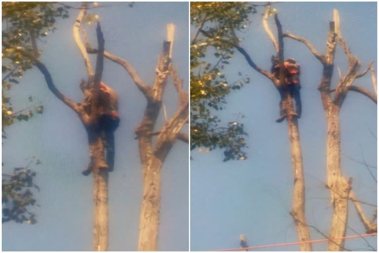 panic in Palamu due to the mentally handicapped youth climbing on tree