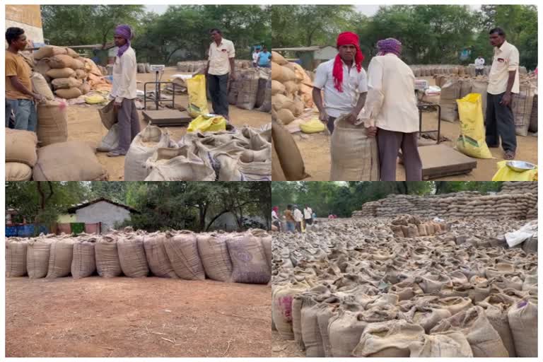 Record paddy purchased in Chhattisgarh