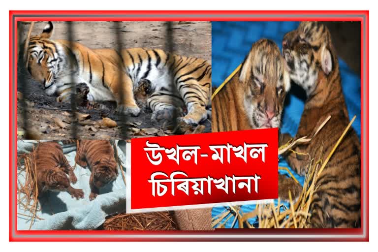 assam-state-zoo-gets-two-royal-bengal-tiger-cubs