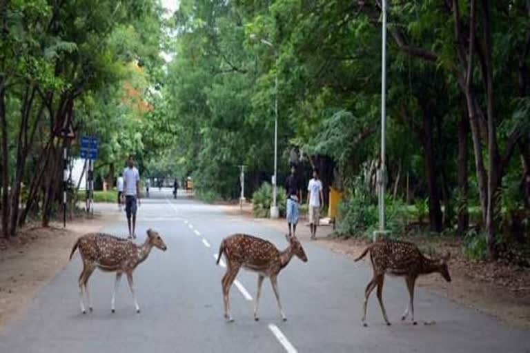 ஐஐடி வளாகத்திற்குள் மான்கள் இறந்ததாகக் கூறிய குற்றஞ்சாட்டிற்கு ஐஐடி தரப்பு படிளடி