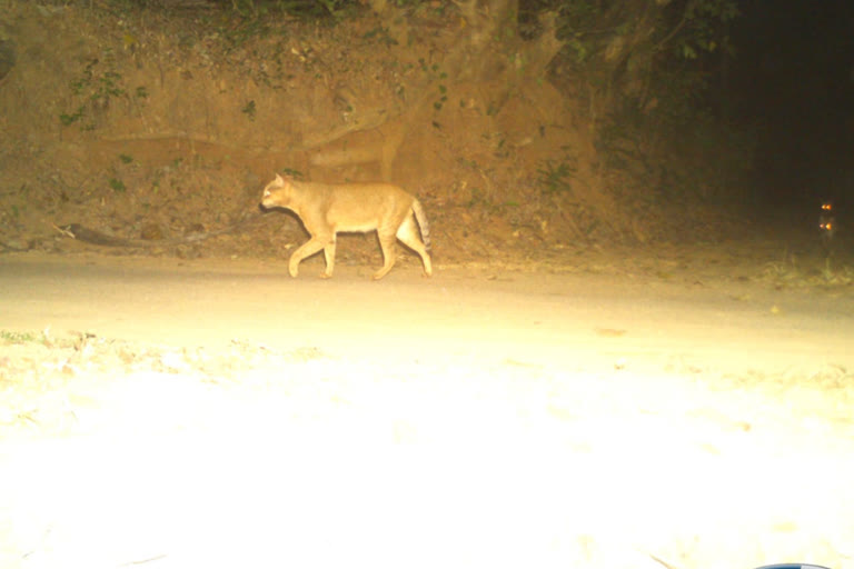 Palakkad Leopard attack  forest department Kerala  Wild Cat and leopard  പാലക്കാട്‌ പുലിയുടെ ആക്രണം  വന വകുപ്പ് കേരളം