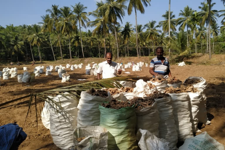 ginger farming in palakkad  Palakkad agricultural field  Ginger Harvest  ഇഞ്ചി കൃഷി പാലക്കാട്‌  പാലക്കാട്‌ ഇഞ്ചി വിളവെടുപ്പ്