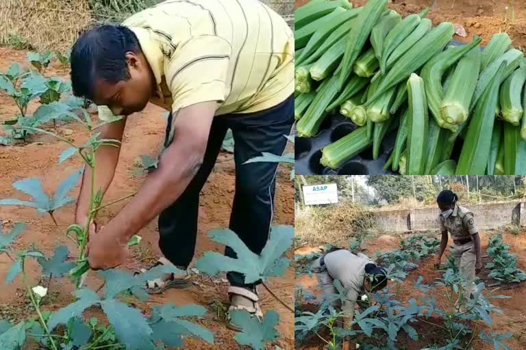 Vegetable Cultivation in Kozhikode Koyilandy Police Station  Kozhikode Koyilandy Police Station Vegetable Cultivation  കാക്കിക്കുള്ളിലെ കർഷകർ  പച്ചക്കറി കൃഷിയിൽ സ്വയം പര്യാപ്തത നേടി കൊയിലാണ്ടി പൊലീസ് സ്റ്റേഷൻ  കൊയിലാണ്ടി പൊലീസ് സ്റ്റേഷൻ പച്ചക്കറി കൃഷി  പൊലീസ് സ്റ്റേഷൻ കൃഷി  Police Station Agriculture