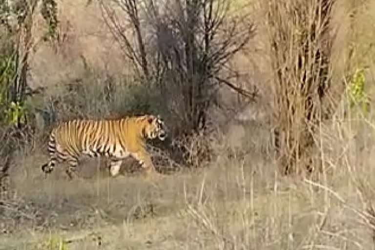 Tiger sight in Sariska Tiger Reserve