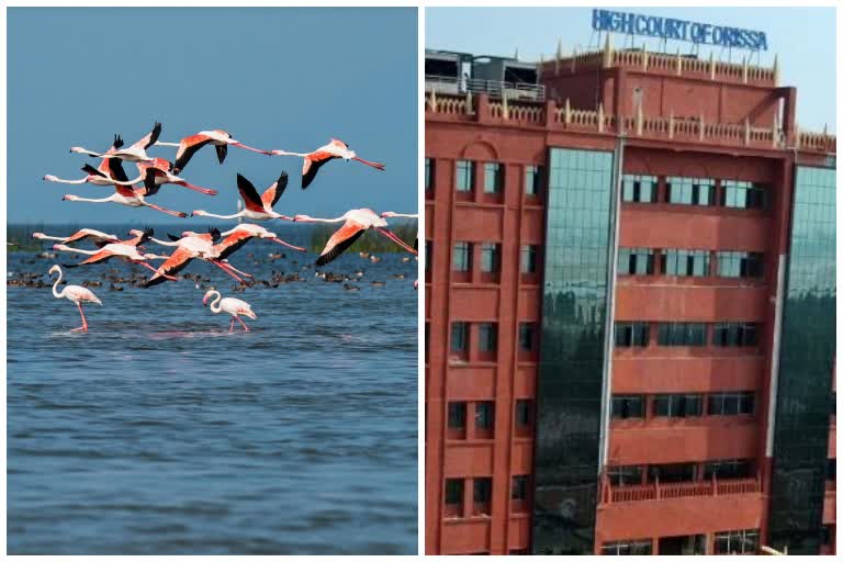 odisha high court taken a public interest litigation  mangalajodi bird issue